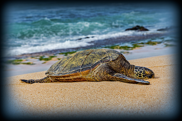 Hawaiian Honu by Kelley King Hawaiian Honu by Kelley King